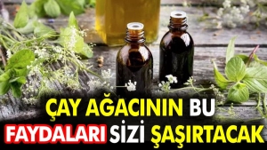 cay-agacinin-bu-yararlari-sizi-sasirtacak-nPZrtzWu.jpg