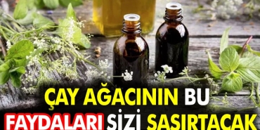 cay-agacinin-bu-yararlari-sizi-sasirtacak-nPZrtzWu.jpg