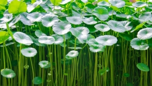 centella-asiatica-gotu-kola-bitkisi-nedir-ne-ise-fayda-cilde-efsane-9-yarari-UfDyaxrF.jpg