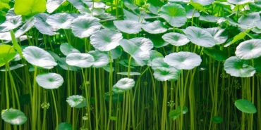 centella-asiatica-gotu-kola-bitkisi-nedir-ne-ise-fayda-cilde-efsane-9-yarari-UfDyaxrF.jpg