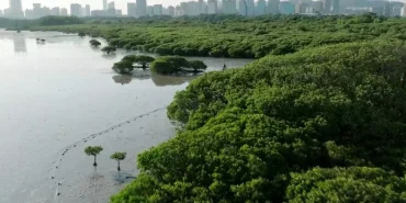cin-shenzhende-memleketler-arasi-mangrov-merkezi-olusturuyor-cvOyhYAQ.jpg