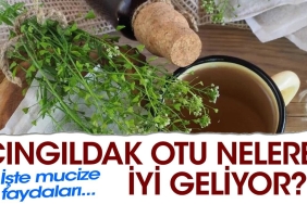 cingildak-otu-nelere-yeterli-geliyor-iste-mucize-yararlari-UvQWnqz2.jpg