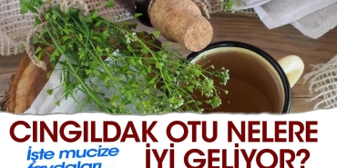 cingildak-otu-nelere-yeterli-geliyor-iste-mucize-yararlari-UvQWnqz2.jpg