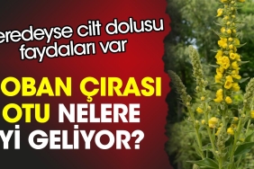 coban-cirasi-otu-nelere-guzel-geliyor-neredeyse-cilt-dolusu-yararlari-var-zfG1dBMv.jpg