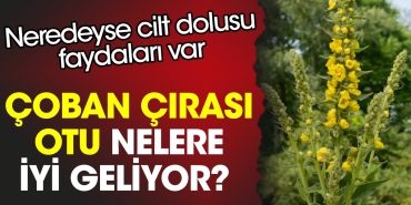 coban-cirasi-otu-nelere-guzel-geliyor-neredeyse-cilt-dolusu-yararlari-var-zfG1dBMv.jpg