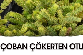 coban-cokerten-otunun-yararlari-RU7Gu8ml.jpg