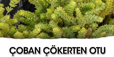 coban-cokerten-otunun-yararlari-RU7Gu8ml.jpg