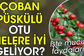 coban-puskulu-otu-nelere-uygun-geliyor-iste-mucize-yararlari-5zK5PZLz.jpg