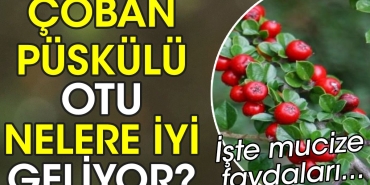 coban-puskulu-otu-nelere-uygun-geliyor-iste-mucize-yararlari-5zK5PZLz.jpg