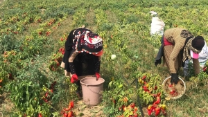 cuvallarla-satiliyor-kilosu-60-tl-yarari-sasirtiyor-lWJfVwN6.jpg