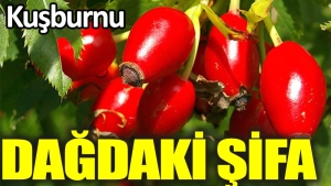 daglardan-gelen-sifa-kaynagi-xMMhIFxY.jpg