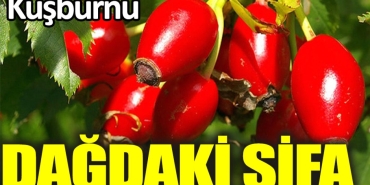 daglardan-gelen-sifa-kaynagi-xMMhIFxY.jpg