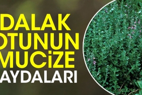 dalak-otunun-mucize-yararlari-ortaya-cikti-9lpKFyG4.jpg