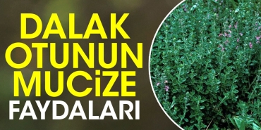 dalak-otunun-mucize-yararlari-ortaya-cikti-9lpKFyG4.jpg