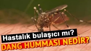 dang-hummasi-nedir-olumcul-mudur-nasil-bulasir-dang-hummasi-beserden-besere-gecer-mi-jFdaXhtz.jpg