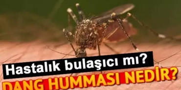 dang-hummasi-nedir-olumcul-mudur-nasil-bulasir-dang-hummasi-beserden-besere-gecer-mi-jFdaXhtz.jpg