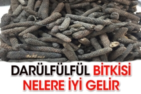 darulfulful-bitkisi-neye-uygun-gelir-nmWDPVQu.jpg