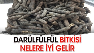darulfulful-bitkisi-neye-uygun-gelir-nmWDPVQu.jpg