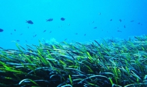 deniz-cayiri-nedir-deniz-cayirlari-muhafaza-altinda-mi-deniz-cayirinin-kiymeti-k6KLqOVv.jpg
