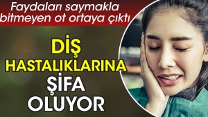 dis-hastaliklarina-sifa-oluyor-yararlari-saymakla-bitmeyen-ot-ortaya-cikti-npP8wbTN.jpg