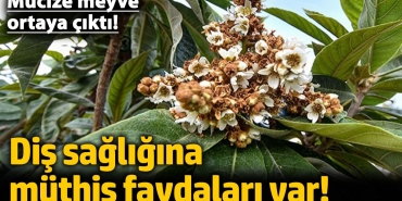 dis-sihhatine-fevkalade-yararlari-var-mucize-meyve-ortaya-cikti-Xl6kHvOW.jpg