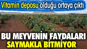 disi-dikenli-ici-sifali-bu-meyvenin-yararlari-saymakla-bitmiyor-MrUQ8mlT.jpg