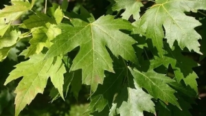 diz-agrisina-sifa-kemik-erimesine-ilac-suyunu-sabah-aksam-icen-kurtuluyor-yAcVJgHY.jpg
