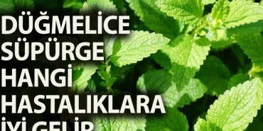 dugmelice-supurge-bitkisi-ve-yararlari-neler-hwSMTM8n.jpg