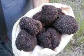 dunyanin-en-degerli-mantari-truf-mantari-nedir-nasil-tuketilir-i4dgg7RW.jpg
