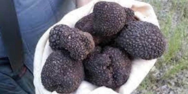 dunyanin-en-kiymetli-mantari-truf-mantari-nedir-nasil-tuketilir-3yNsHqmd.jpg