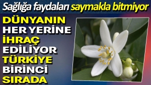 dunyanin-her-yerine-ihrac-ediliyor-turkiye-birinci-sirada-sihhate-yararlari-saymakla-bitmiyor-S7kTF4Zd.jpg