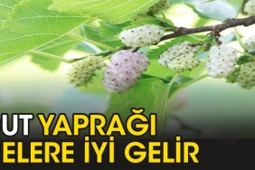 dut-yapragi-nelere-l-gelir-E4WMhpJN.jpg