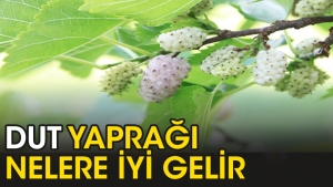 dut-yapragi-nelere-l-gelir-E4WMhpJN.jpg