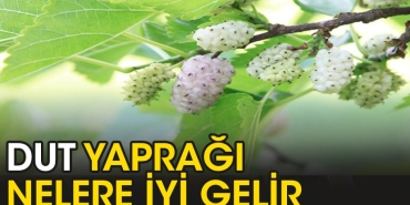 dut-yapragi-nelere-l-gelir-E4WMhpJN.jpg