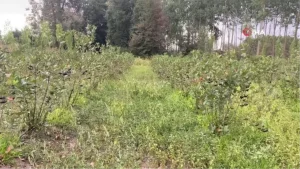 duzcede-findiga-alternatif-olan-aronya-icin-hasat-vakti-YC9TTgUq.jpg