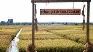 edirnede-celtik-uretiminde-kuraklik-telasi-gerekirse-bulgaristandan-isteyecegiz-FXJqk429.jpg