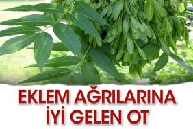 eklem-agrilarini-yok-eden-ot-HNB3bQkH.jpg