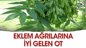 eklem-agrilarini-yok-eden-ot-HNB3bQkH.jpg