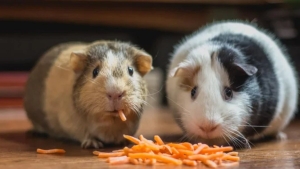 elon-musk-tweetledi-hamster-coin-nedir-ne-kadar-kac-tl-jaPrqS3S.jpg