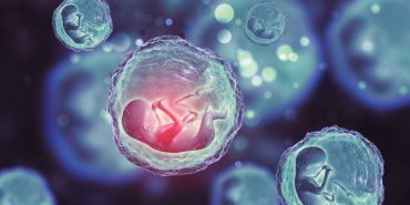 embriyo-nedir-gelisimi-nasil-olur-DvNQDcrE.jpg