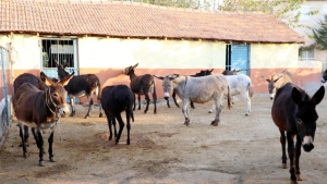 esek-sutunde-vefat-riski-Bu5UhQmN.jpg