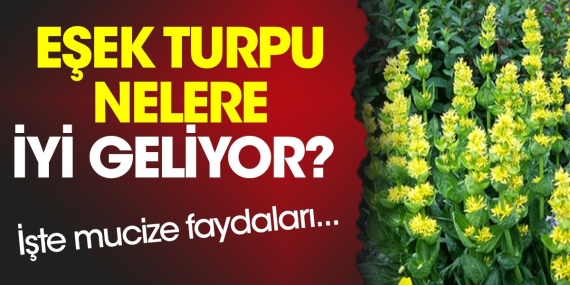 esek-turpu-nelere-yeterli-geliyor-iste-mucize-yararlari-2Yl9yck1.jpg