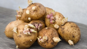 filizlenmis-patates-yenir-mi-sihhate-ziyanli-mi-MreD3ewU.jpg