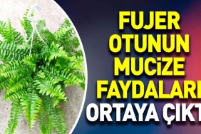 fujer-otunun-mucize-yararlari-ortaya-cikti-K5es5ayB.jpg