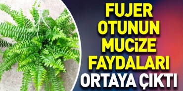 fujer-otunun-mucize-yararlari-ortaya-cikti-K5es5ayB.jpg