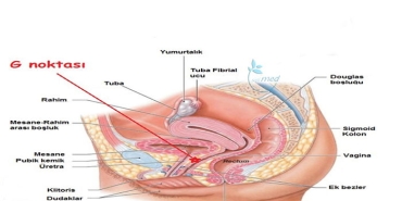 g-noktasi-buyutme-orgazm-asisi-CjrrDQOd.jpg