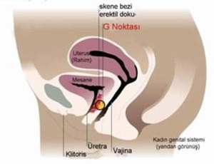 g-noktasi-buyutme-orgazm-asisi-YKjXWk3C.jpg