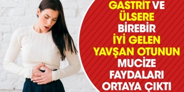 gastrit-ve-ulsere-birebir-duzgun-gelen-yavsan-otunun-mucize-yararlari-ortaya-cikti-3QVun3Ea.jpg