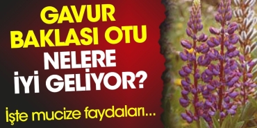 gavur-baklasi-otu-nelere-yeterli-geliyor-iste-mucize-yararlari-mWYDiSpR.jpg