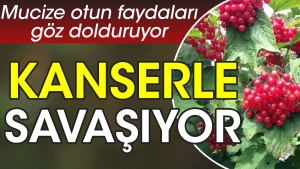 gerilime-l-geliyor-kanserle-savasiyor-enfeksiyon-gidericidir-mucize-otun-yararlari-goz-dolduruyor-JFnSbjqe.jpg